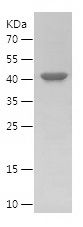    DGCR8 / Recombinant Human DGCR8