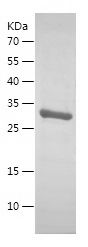    HNRNPD / Recombinant Human HNRNPD