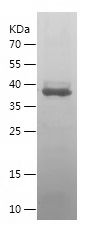    CCN2 / Recombinant Human CCN2