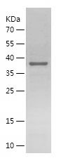    MCM10 / Recombinant Human MCM10