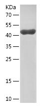    EFTUD2 / Recombinant Human EFTUD2