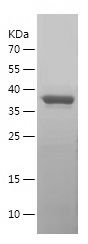    PPIA / Recombinant Human PPIA