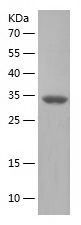    INO80 / Recombinant Human INO80