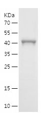    CDC42 / Recombinant Human CDC42