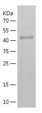    USO1 / Recombinant Human USO1