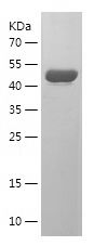    STX17 / Recombinant Human STX17