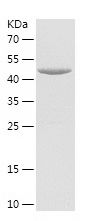    MRPS35 / Recombinant Human MRPS35