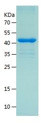    BACH1 / Recombinant Human BACH1