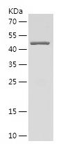    RAB11A / Recombinant Human RAB11A