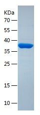    ISG15 / Recombinant Human ISG15