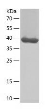    INF2 / Recombinant Human INF2