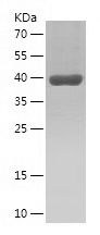    CRTC2 / Recombinant Human CRTC2