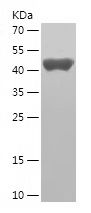    MRPS27 / Recombinant Human MRPS27