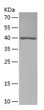    MTO1 / Recombinant Human MTO1