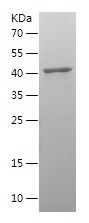    MRPL12 / Recombinant Human MRPL12