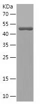    PDE4D / Recombinant Human PDE4D