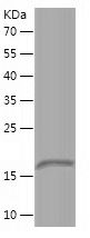    COX5A / Recombinant Human COX5A