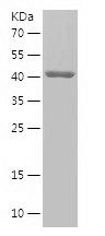    STAM / Recombinant Human STAM