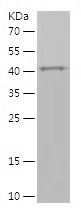    PCM1 / Recombinant Human PCM1