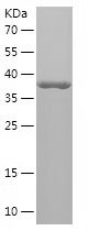    SRSF1 / Recombinant Human SRSF1