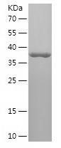    CRH / Recombinant Human CRH