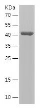    ACO2 / Recombinant Human ACO2