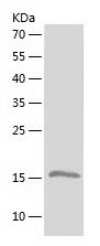 Recombinant Goat leptin