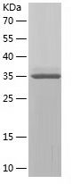    REC8 / Recombinant Human REC8