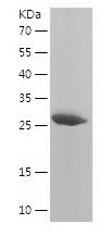    VAPA / Recombinant Human VAPA