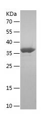    KIF5B / Recombinant Human KIF5B