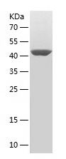    TFAM / Recombinant Human TFAM