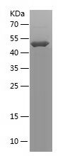    GBP1 / Recombinant Human GBP1