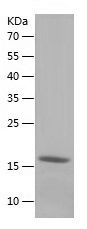    SNCA / Recombinant Human SNCA