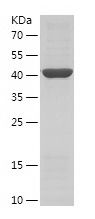    IMPDH2 / Recombinant Human IMPDH2