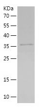    TOP3A / Recombinant Human TOP3A