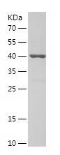    ARL1 / Recombinant Human ARL1