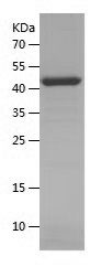    USP13 / Recombinant Human USP13