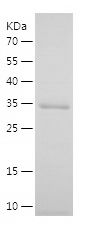 Recombinant Rabbit txn