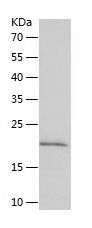 Recombinant Rabbit il-1b