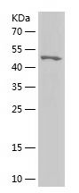    CMA1 / Recombinant Human CMA1