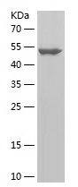    USP28 / Recombinant Human USP28