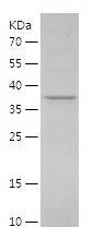    PIK3IP1 / Recombinant Human PIK3IP1