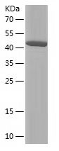    ANXA3 / Recombinant Human ANXA3