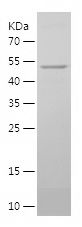    BRD3 / Recombinant Human BRD3