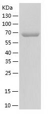    FKBPL / Recombinant Human FKBPL