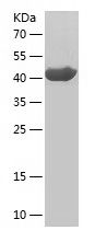    PGRMC1 / Recombinant Human PGRMC1