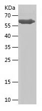    DNMBP / Recombinant Human DNMBP