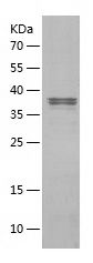    U2AF1 / Recombinant Human U2AF1