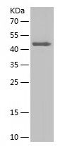    CDC25C / Recombinant Human CDC25C