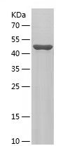    NONO / Recombinant Human NONO